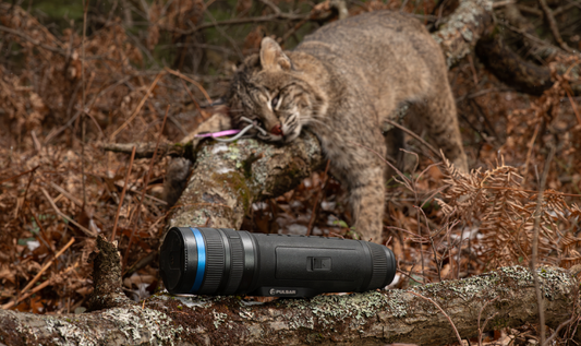 Bobcat Hunting in Michigan