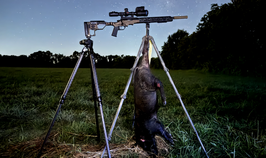 Wild hog dangling from a rifle tripod