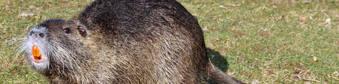 Nutria