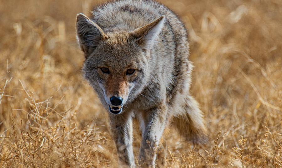 A coyote in a dry field
