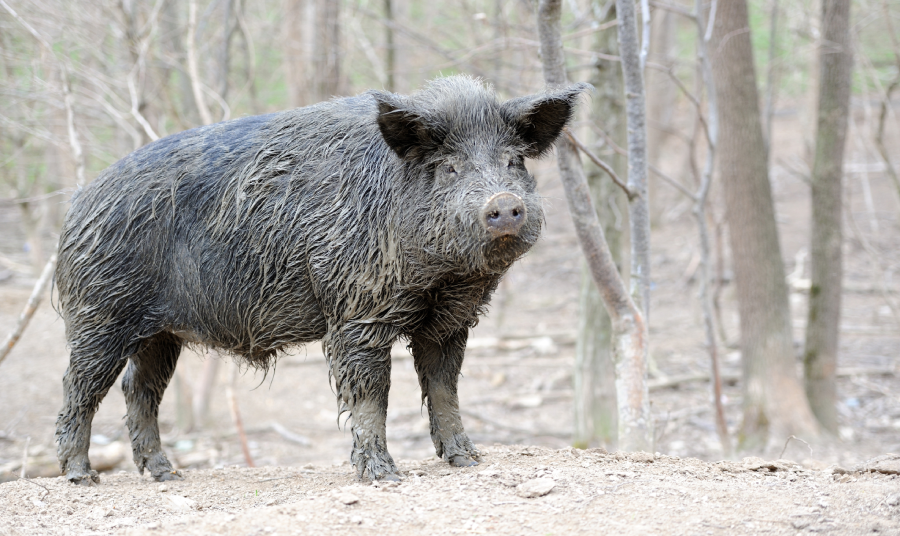 muddy wild boar in a forest