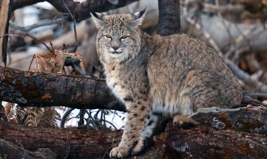 Bobcat in snowy forest