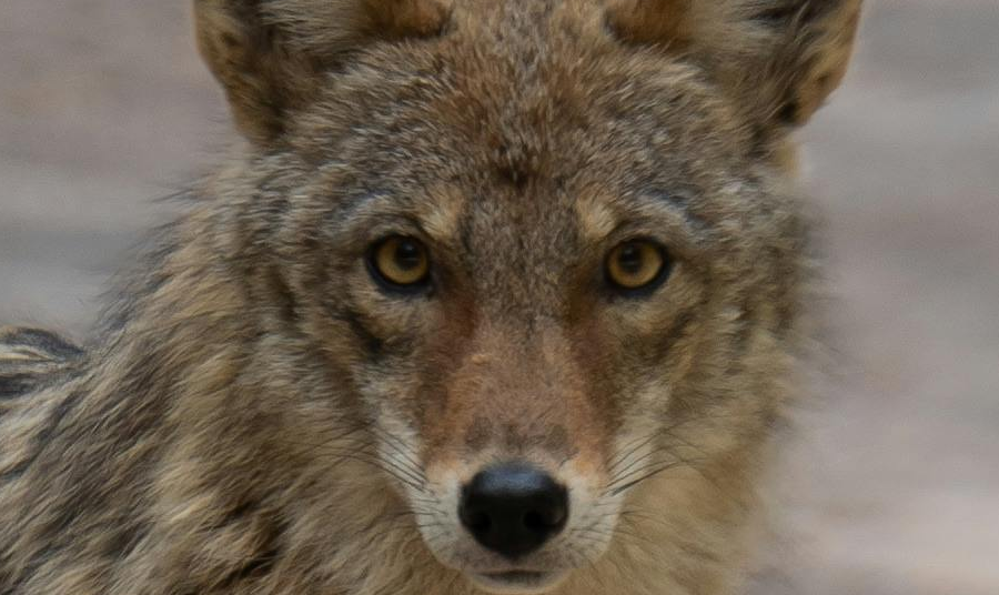 How to Stay Hidden: Camouflage and Scent Control for Coyote Hunters