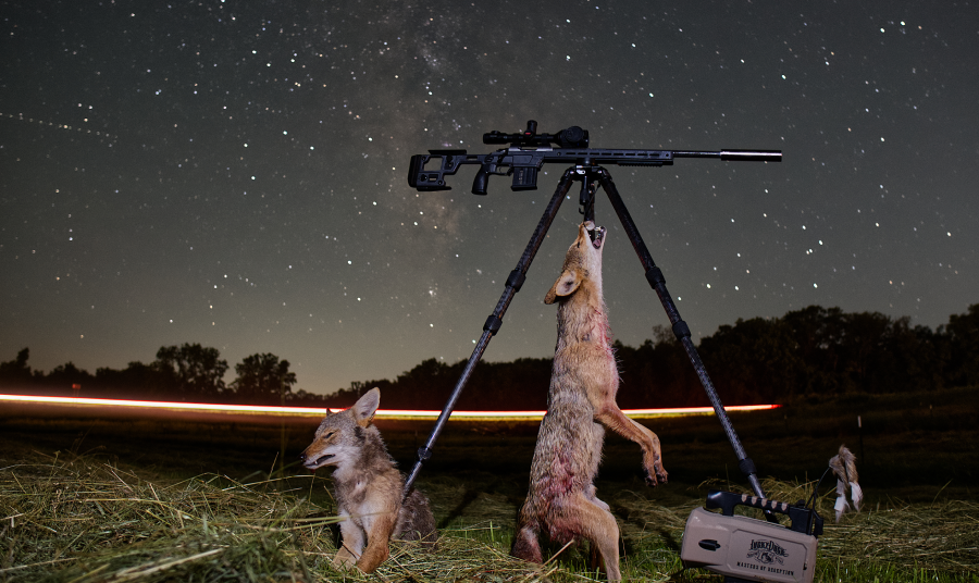 two coyotes dangling from a rifle tripod