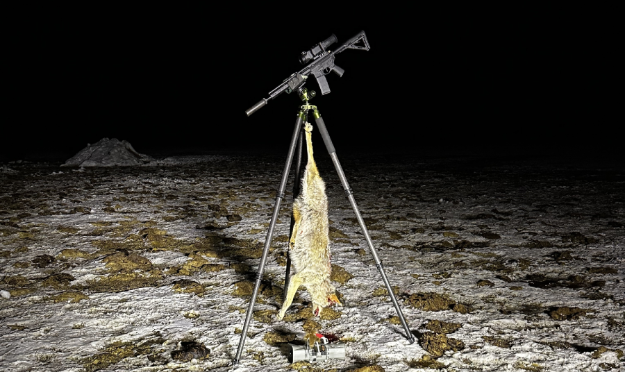 A coyote carcass suspended from a rifle tripod