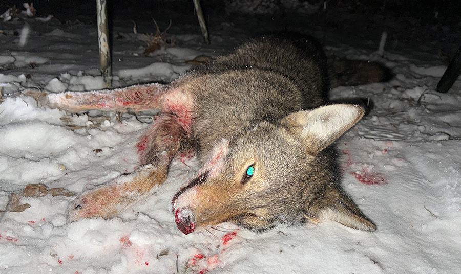Midnight Coyote Hunt: In a Snow Storm