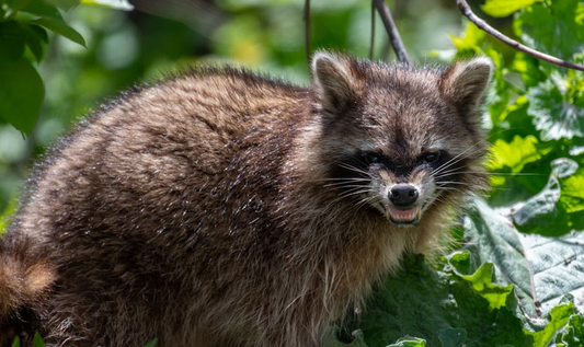 Nighttime Raccoon Hunting