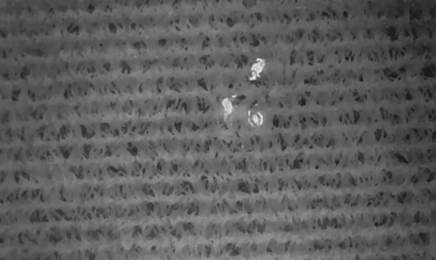 Bird's eye view thermal imaging of three officers in a cornfield