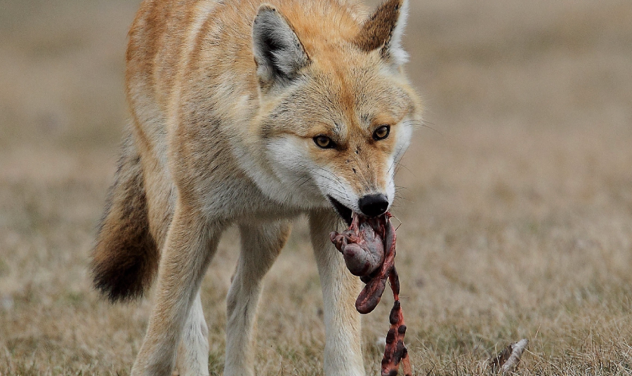 Coyote eating the guts of a dead animal