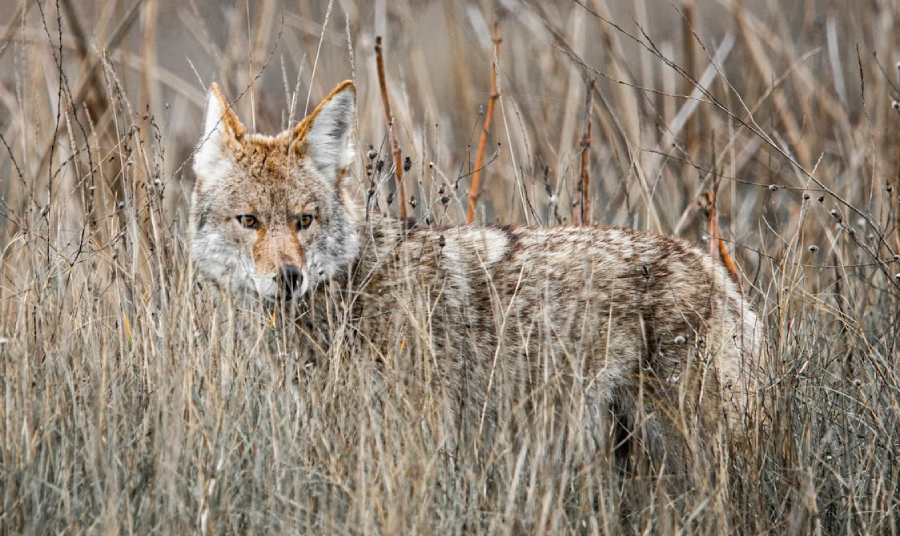 Finding Places to Hunt Coyotes: A Beginner's Guide