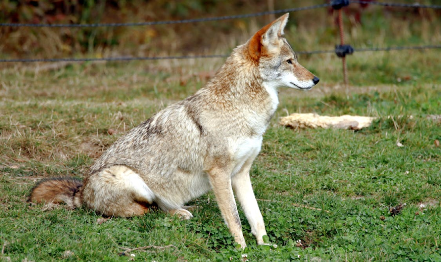 The Coyote and its Pelt