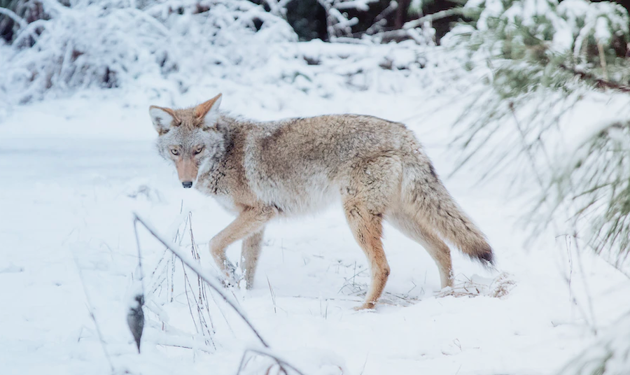 A Beginner’s Guide to Coyote Hunting