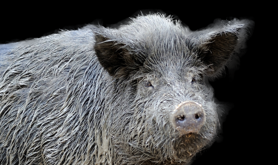 close up of a face of a feral pig